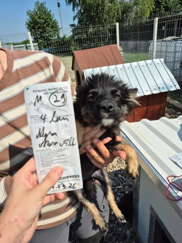 Vadim, male puppy Mixed Breed for adoption at Remember Me France