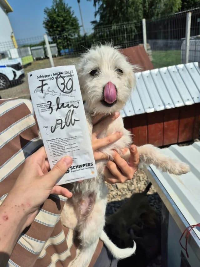 Nerusho, male puppy Mixed Breed for adoption at Remember Me France