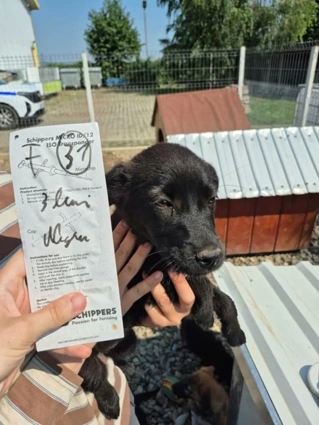 Oksana, female puppy Mixed Breed for adoption at Remember Me France