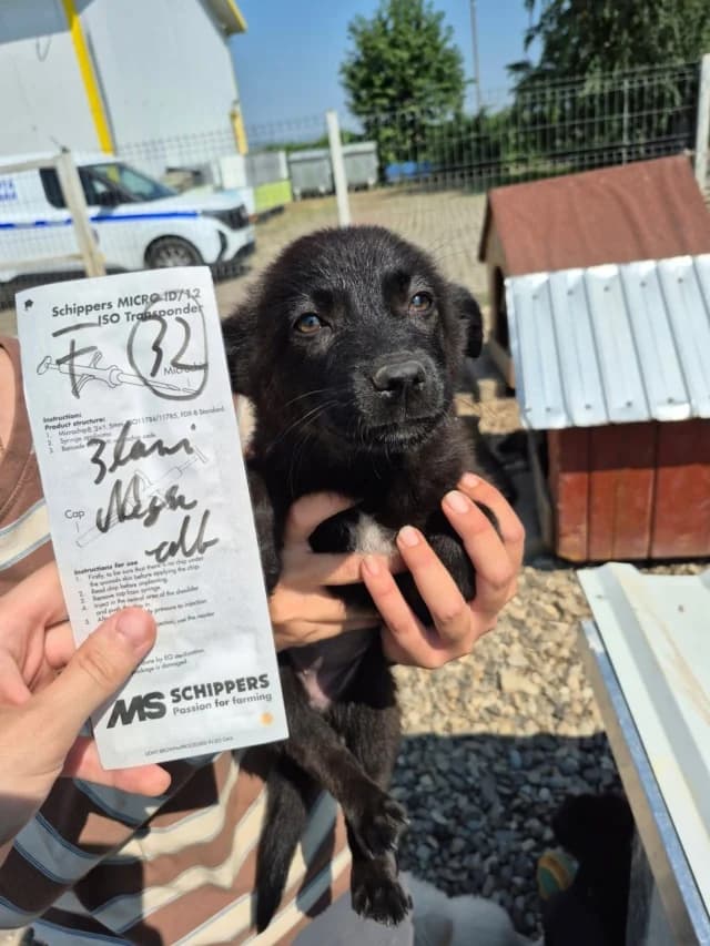 Daciana, female puppy Mixed Breed for adoption at Remember Me France