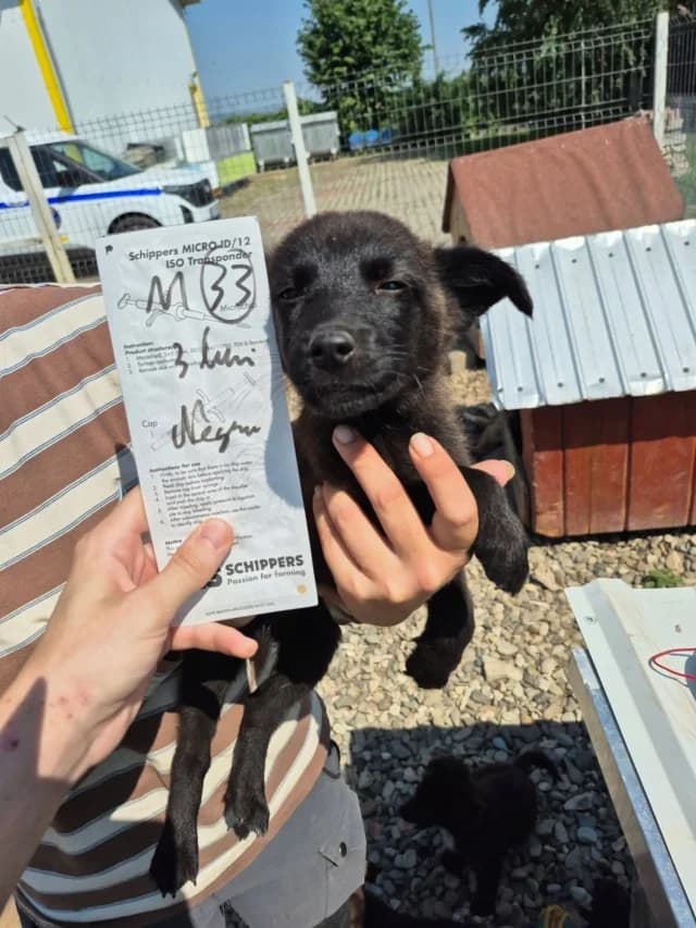 Saïgon, male puppy Mixed Breed for adoption at Remember Me France