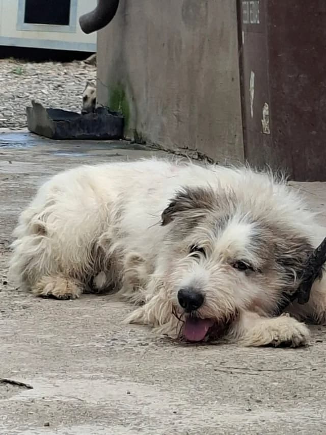 Yako, male senior Mixed Breed for adoption at Remember Me France