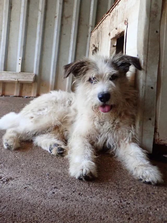 Yako, male senior Mixed Breed for adoption at Remember Me France