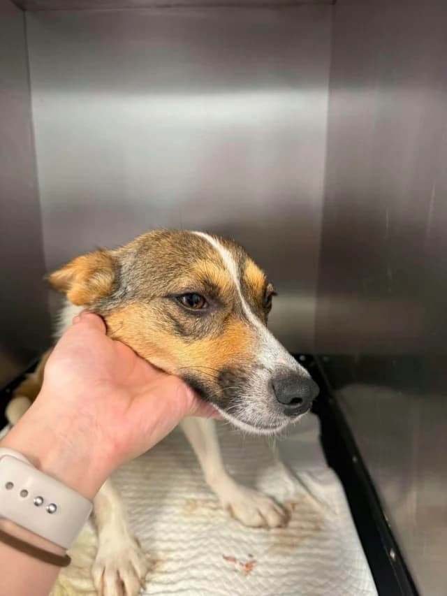 Yelena, female young Mixed Breed for adoption at Remember Me France