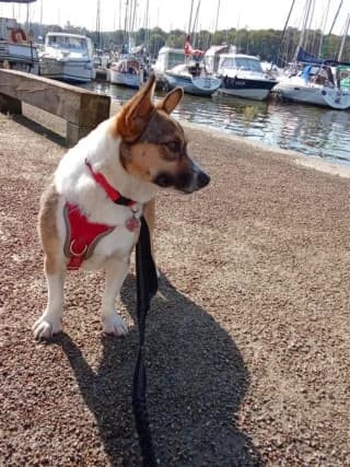 Yelena, female young Mixed Breed for adoption at Remember Me France