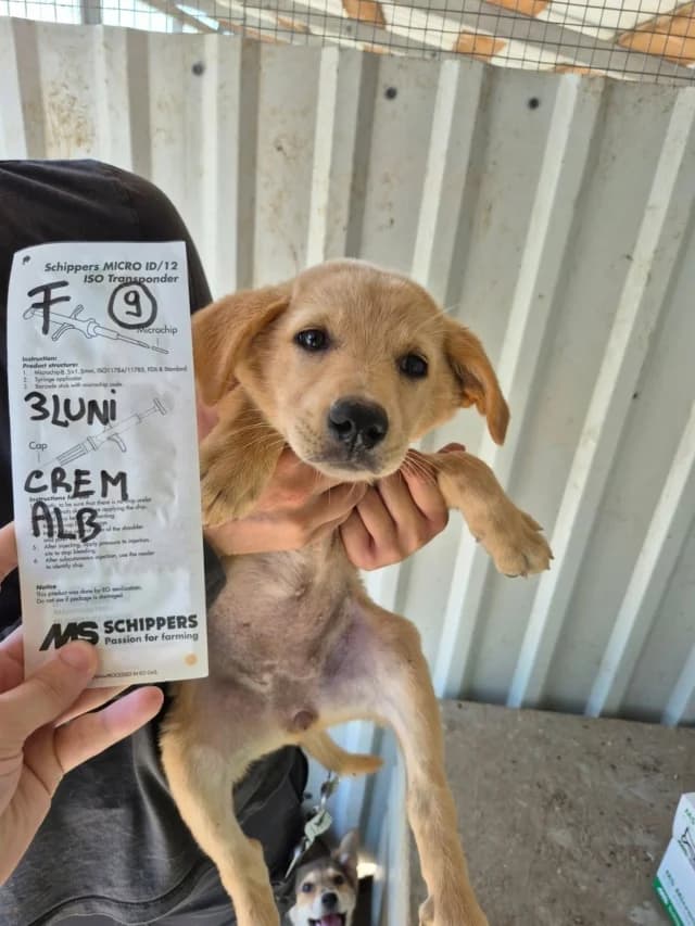 Roselia, female puppy Mixed Breed for adoption at Remember Me France