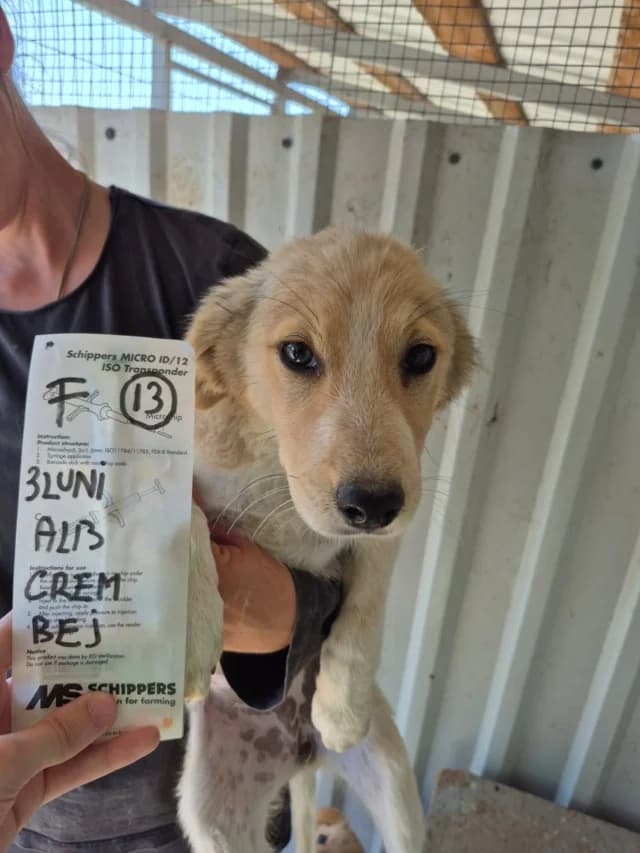 Aquarelle, female puppy Mixed Breed for adoption at Remember Me France