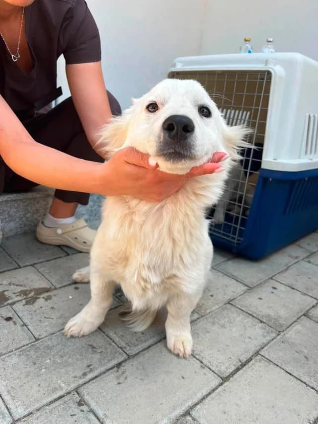 Pepsi, male young Mixed Breed for adoption at Remember Me France