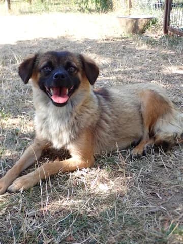 Saskara, female young Mixed Breed for adoption at Remember Me France