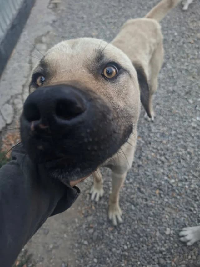 Louki, male 3yo Mixed Breed for adoption at Remember Me France