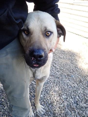 Louki, male 3yo Mixed Breed for adoption at Remember Me France