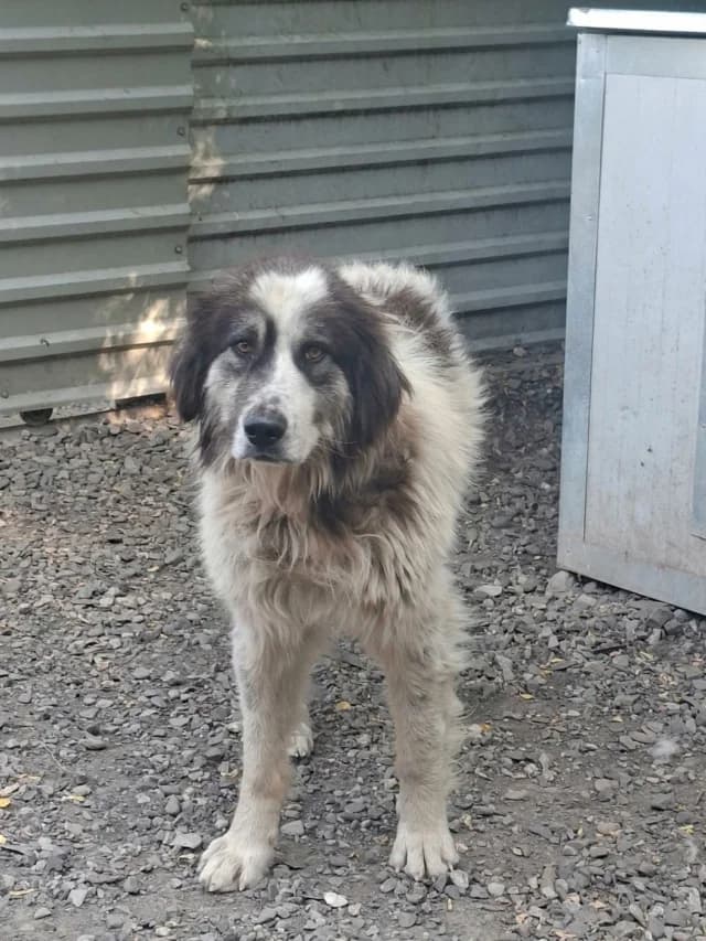 Pilou, male 4yo Mixed Breed for adoption at Remember Me France