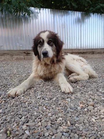 Pilou, male 4yo Mixed Breed for adoption at Remember Me France