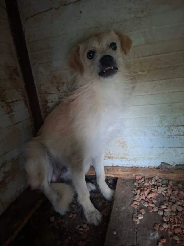 Pirate, male 4yo Mixed Breed for adoption at Remember Me France