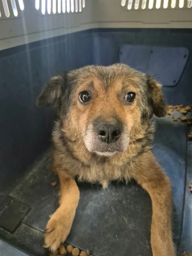 Vulpita, female puppy Mixed Breed for adoption at Remember Me France