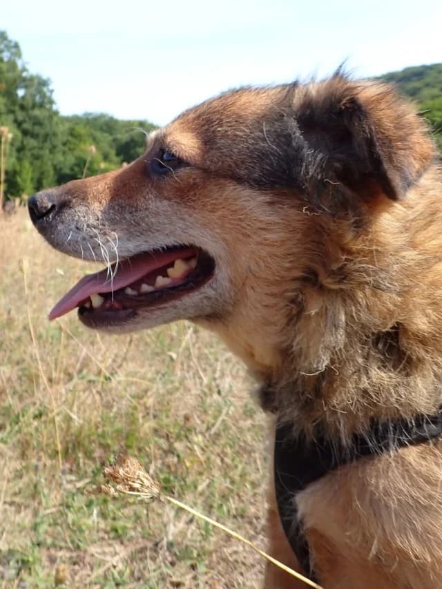 Vulpita, female puppy Mixed Breed for adoption at Remember Me France