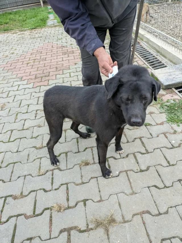 Jack, male senior Mixed Breed for adoption at Remember Me France