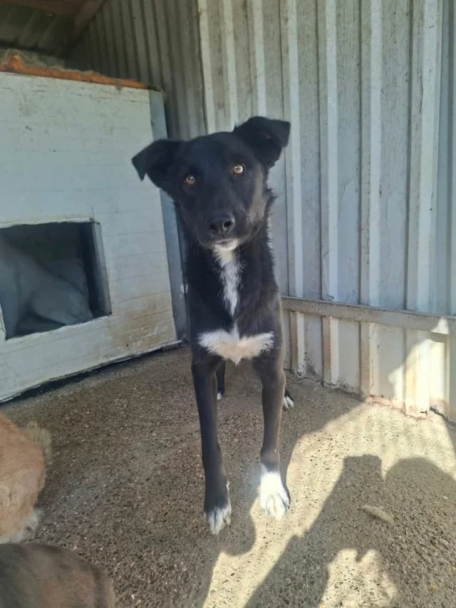 Otopeni, male young Mixed Breed for adoption at Remember Me France