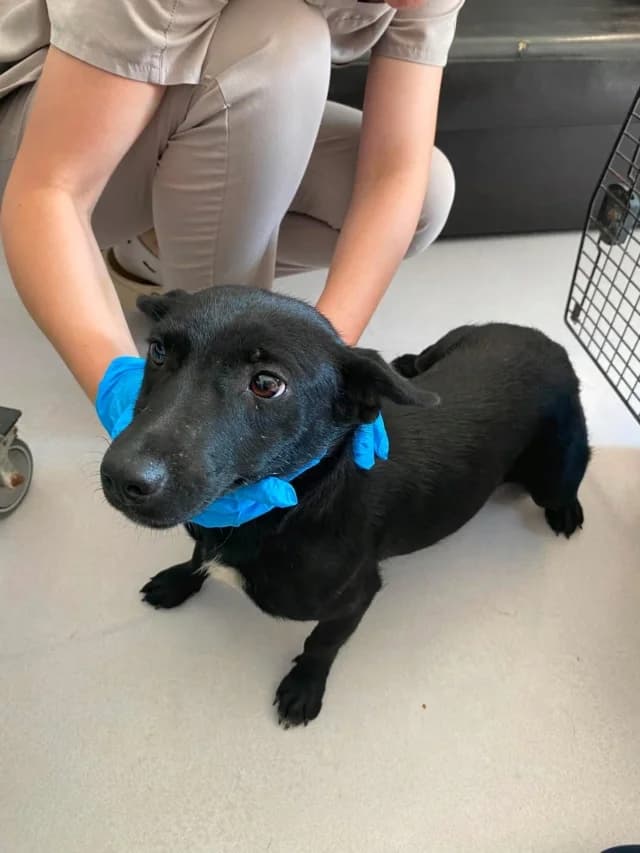 Mamaia, female 4yo Mixed Breed for adoption at Remember Me France