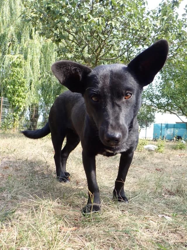 Mamaia, female 4yo Mixed Breed for adoption at Remember Me France
