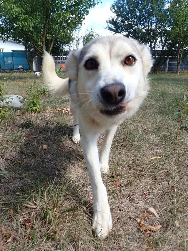 Constanta, female 5yo Mixed Breed for adoption at Remember Me France