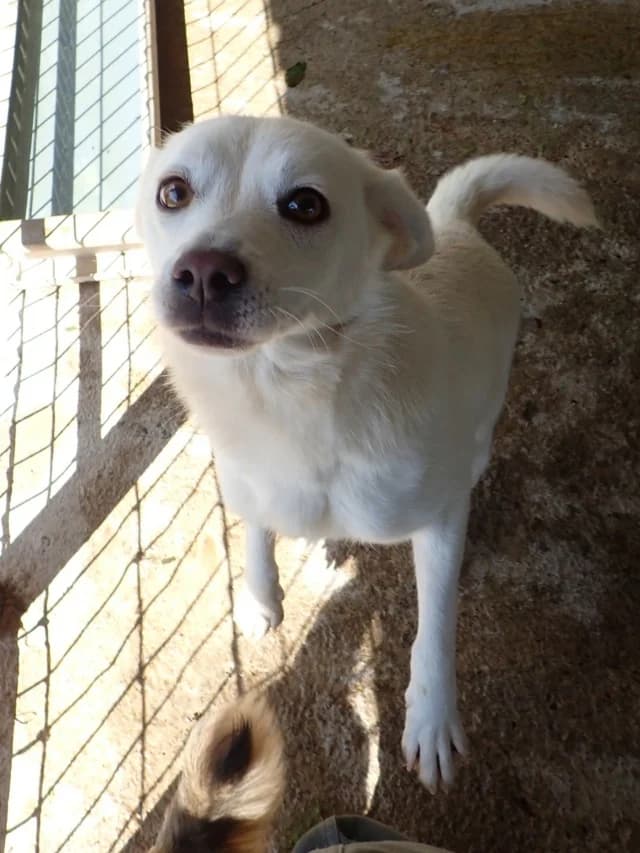 Falaisa, female young Mixed Breed for adoption at Remember Me France
