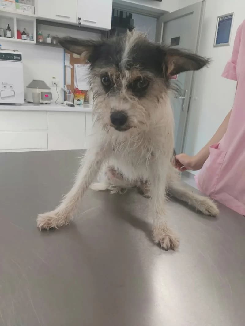 Plumette, female senior Mixed Breed for adoption at Remember Me France