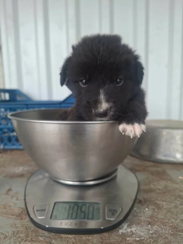 Kaola, male puppy Mixed Breed for adoption at Remember Me France