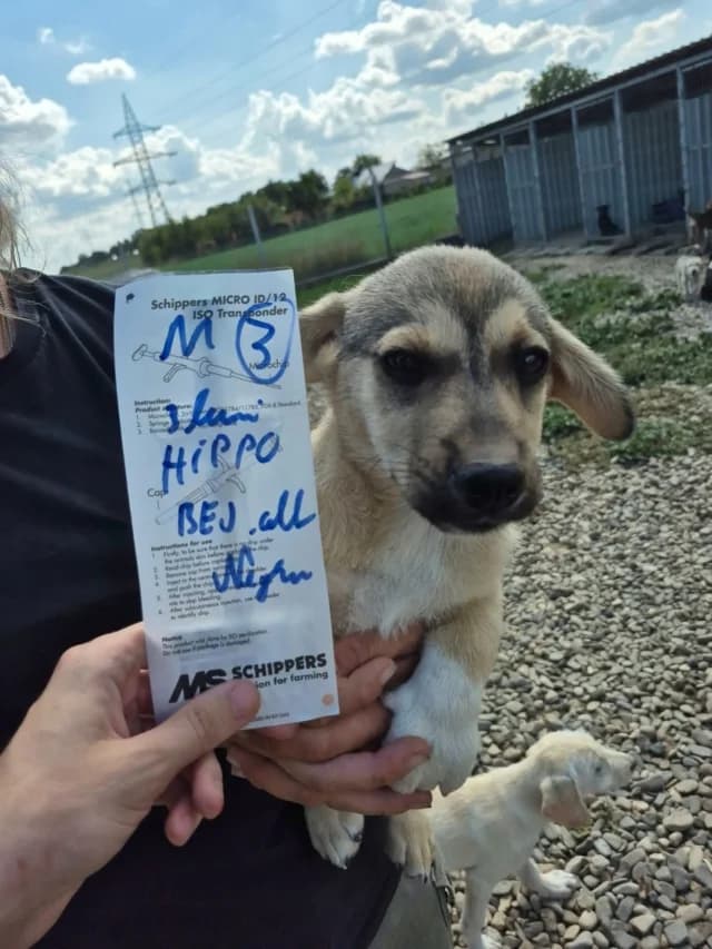 Hippo, male puppy Mixed Breed for adoption at Remember Me France