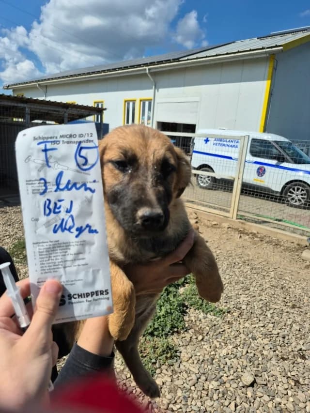 Atherys, female puppy Mixed Breed for adoption at Remember Me France