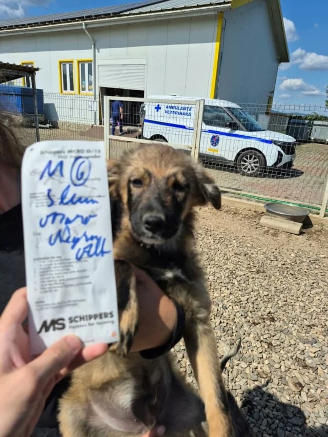 Jomo, male puppy Mixed Breed for adoption at Remember Me France