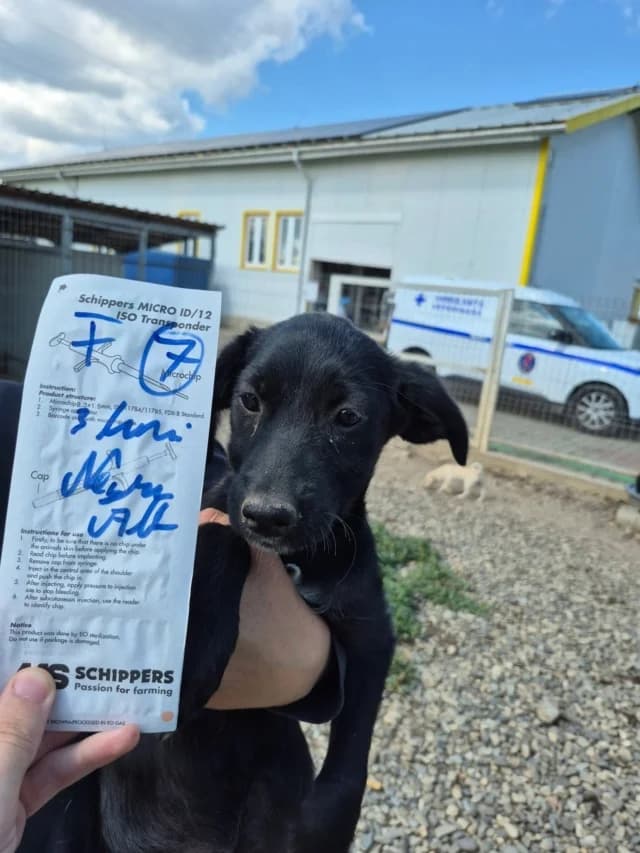 Kaïlani, female puppy Mixed Breed for adoption at Remember Me France