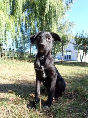 Kaïlani, female puppy Mixed Breed for adoption at Remember Me France