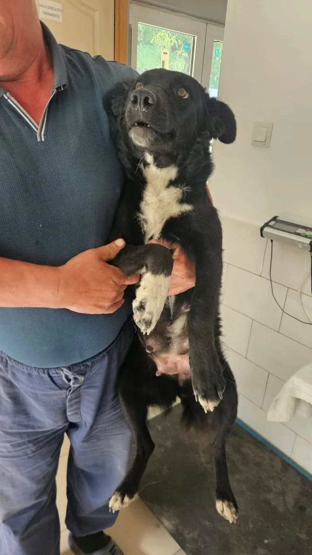 Syrka, female Mixed Breed for adoption at Remember Me France
