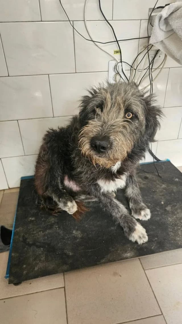 Carnaval, male Mixed Breed for adoption at Remember Me France