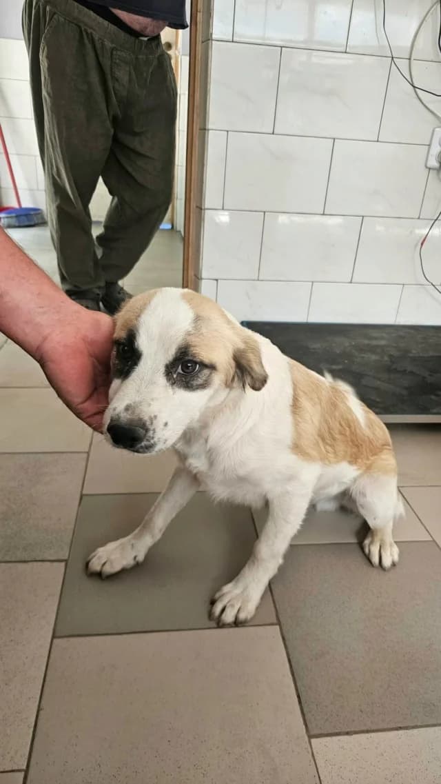Valdo, male puppy Mixed Breed for adoption at Remember Me France