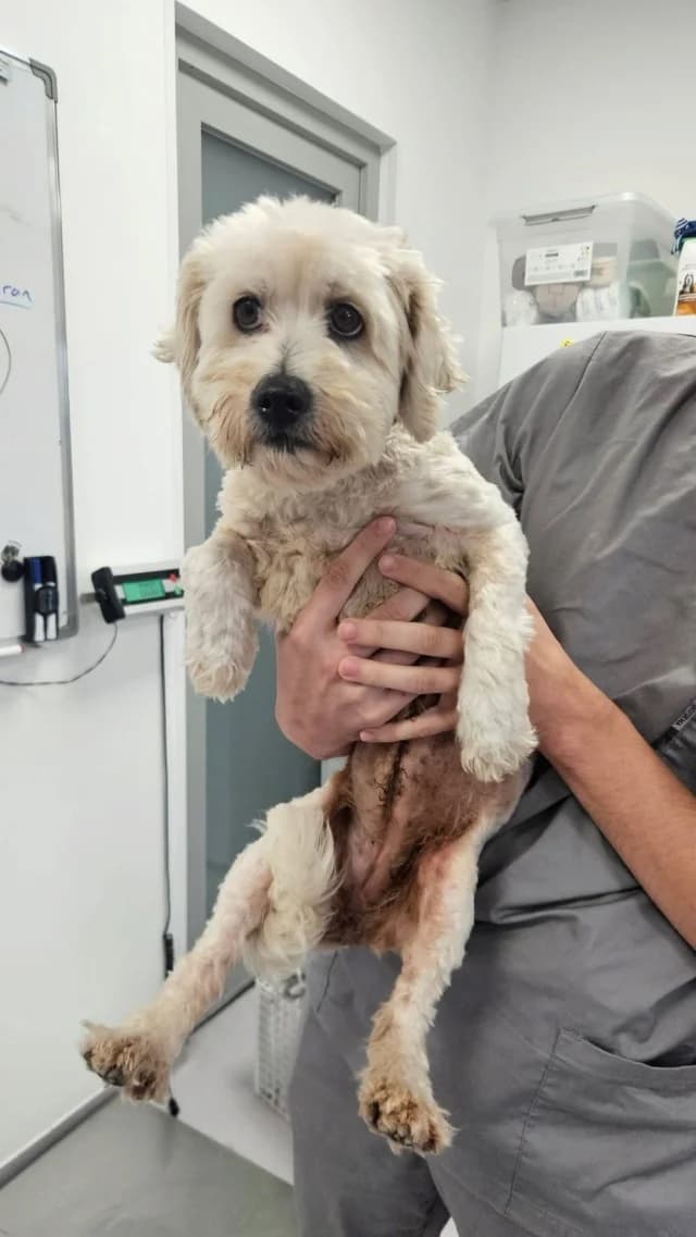 Maya 2, female senior Mixed Breed for adoption at Remember Me France