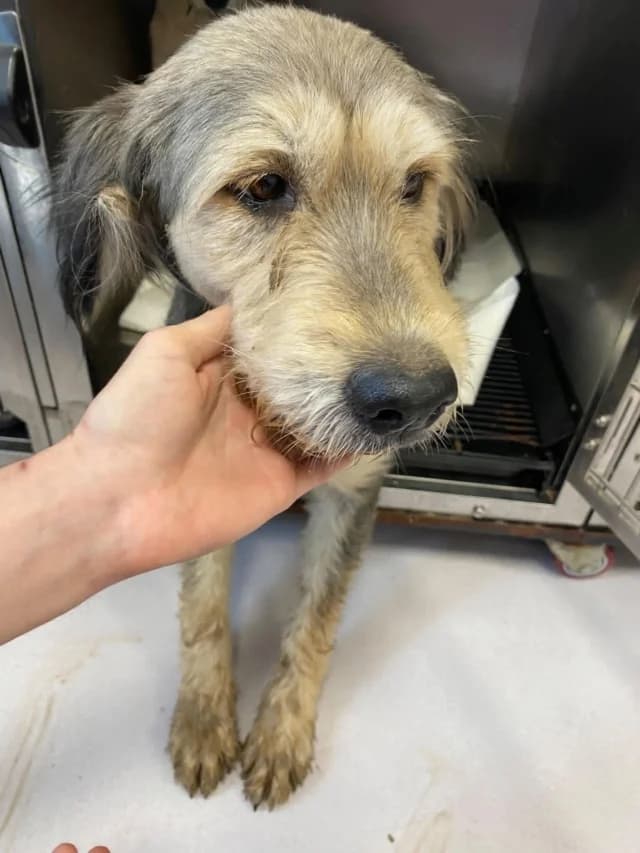 Roxalya, female Mixed Breed for adoption at Remember Me France