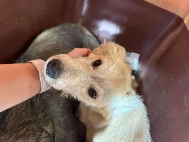 Fuji, male puppy Mixed Breed for adoption at Remember Me France