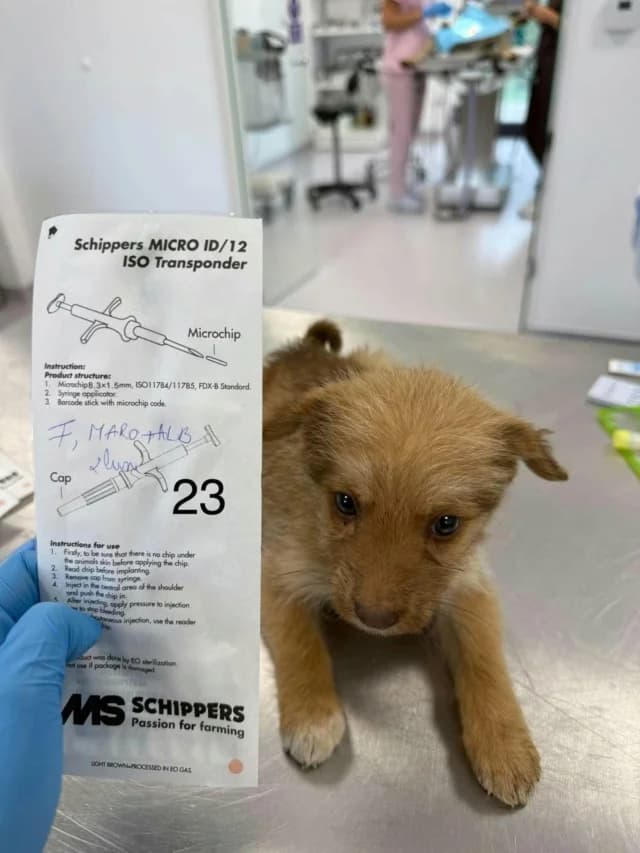 Youky, female puppy Mixed Breed for adoption at Remember Me France