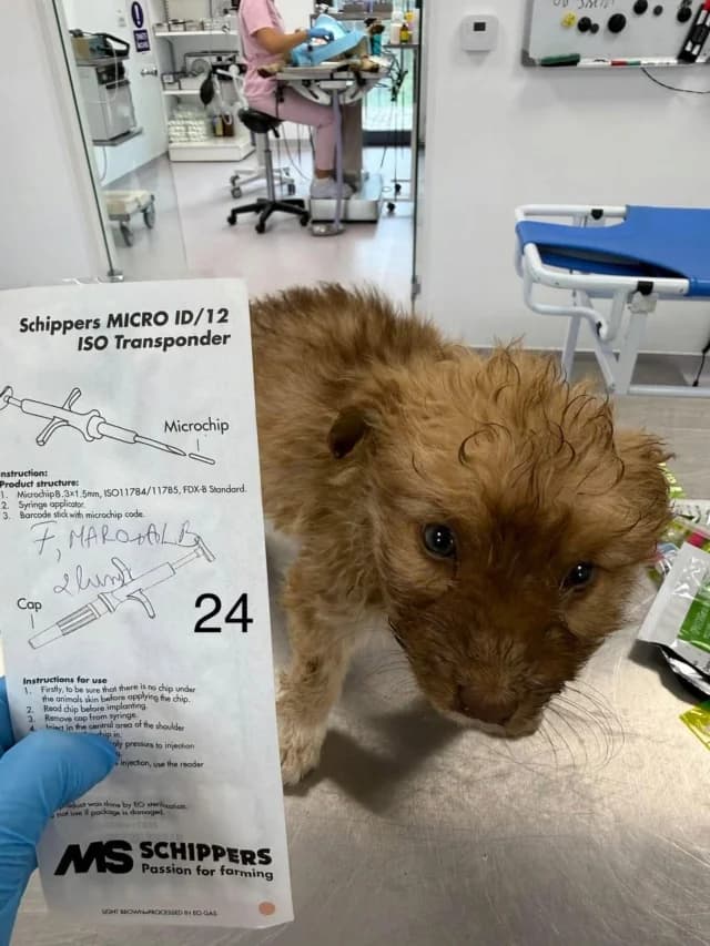 Yachi, female puppy Mixed Breed for adoption at Remember Me France