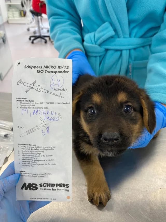 Yack, male puppy Mixed Breed for adoption at Remember Me France