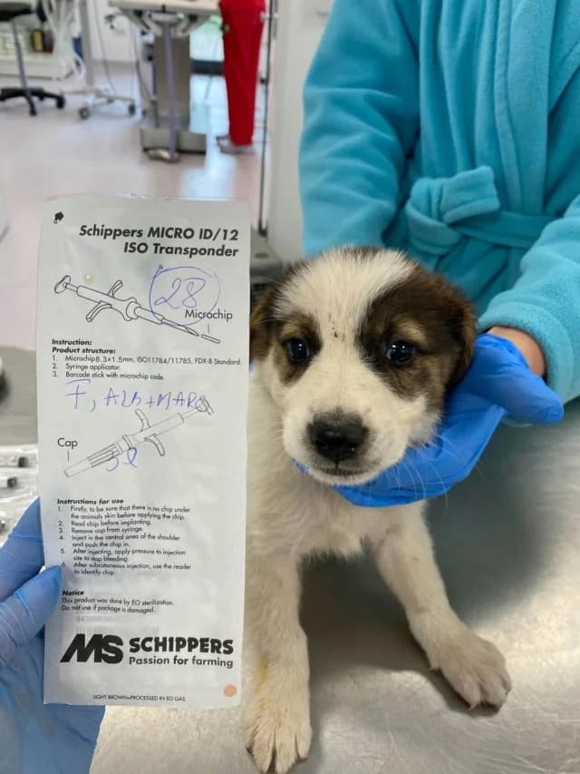 Velaska, female Mixed Breed for adoption at Remember Me France