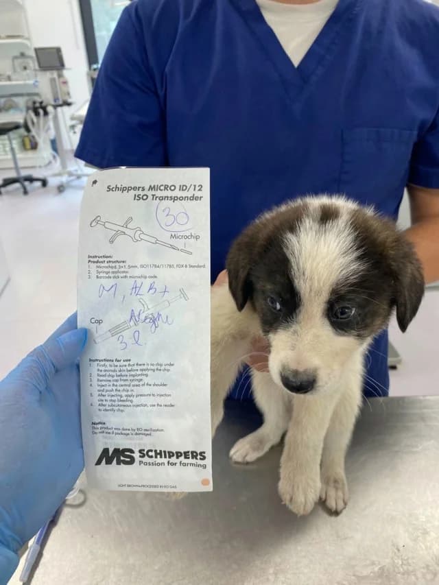 Yosko, male puppy Mixed Breed for adoption at Remember Me France