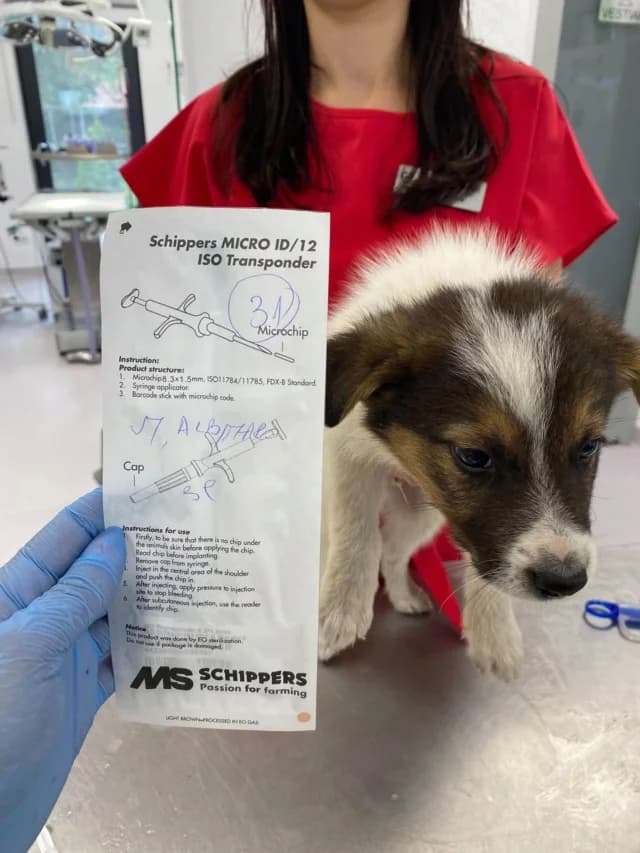 Yucatan, male puppy Mixed Breed for adoption at Remember Me France