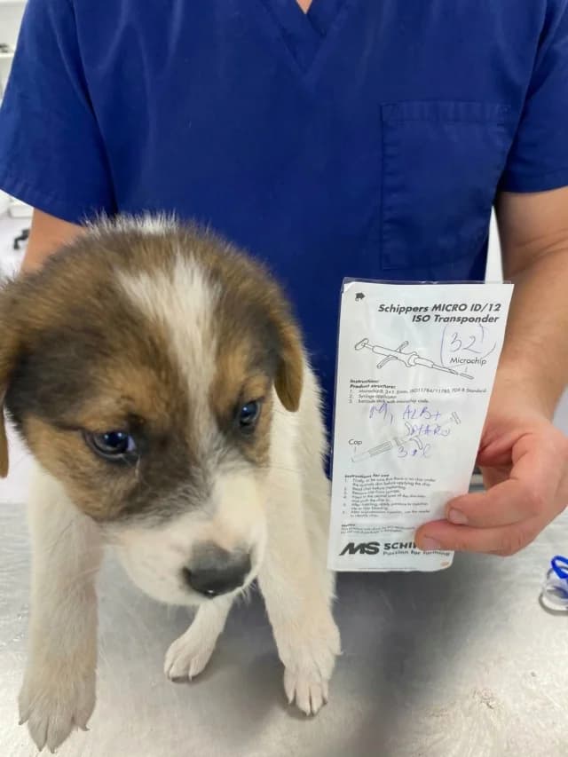 Zagreb, male puppy Mixed Breed for adoption at Remember Me France