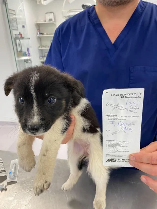 Melora, female Mixed Breed for adoption at Remember Me France