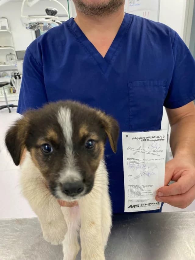 Aelyne, female Mixed Breed for adoption at Remember Me France