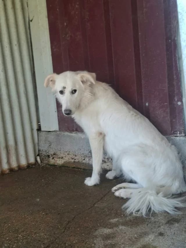 Tiber, male 5yo Mixed Breed for adoption at Remember Me France