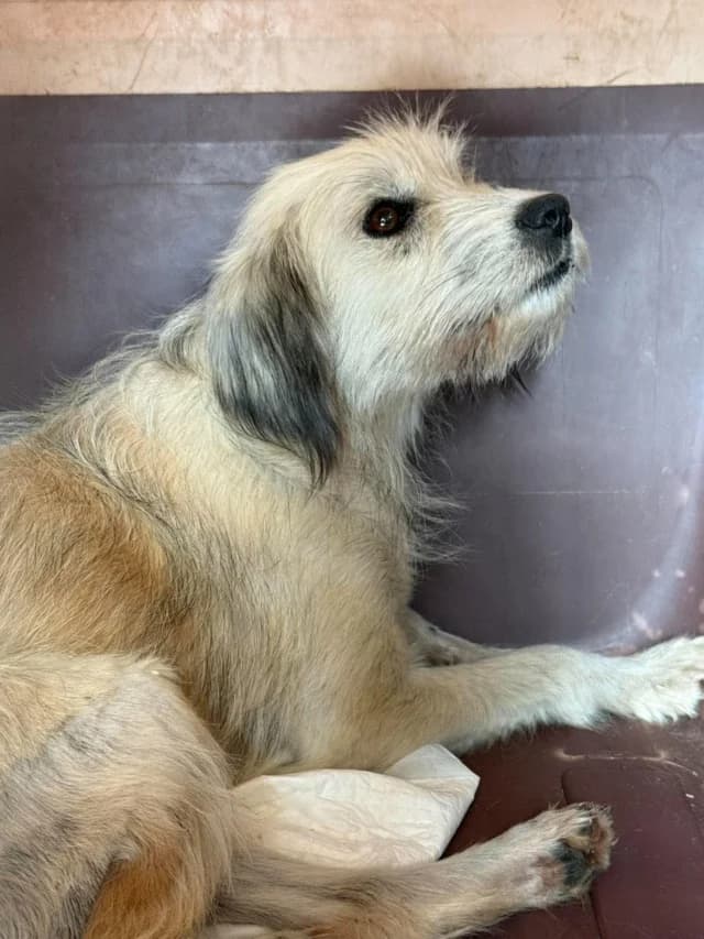 Selira, female 5yo Mixed Breed for adoption at Remember Me France